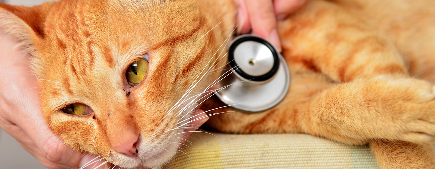 Kenali 10 Penyakit Kulit Kucing Sering Terjadi dan Cara Mengatasinya